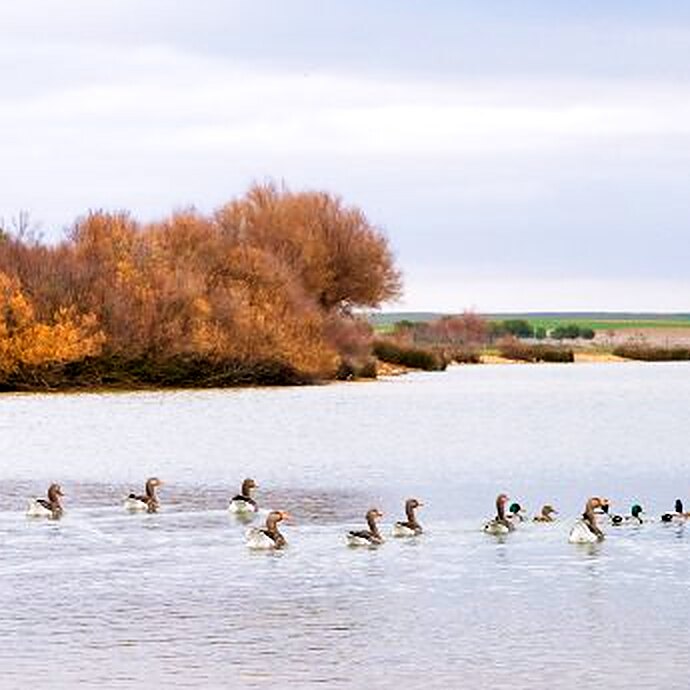 Ducks and geese swimming on calm bay water beside autumn brush